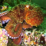 Salish Sea Media Octopus